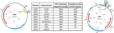 CTG-Repeat Detection in Primary Human Myoblasts of Myotonic Dystrophy Type 1